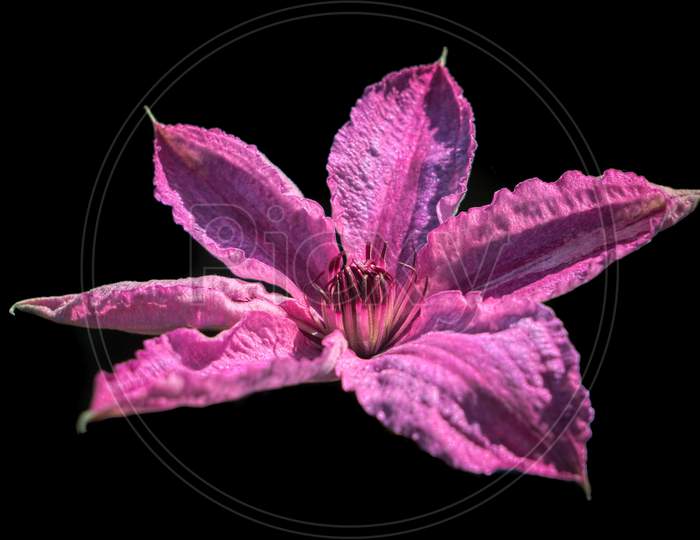 Pink Clematis Flower Against A Dark Background