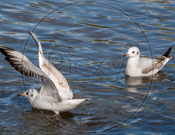 Black-Headed Gull Swimming In Ifield Mill Pond