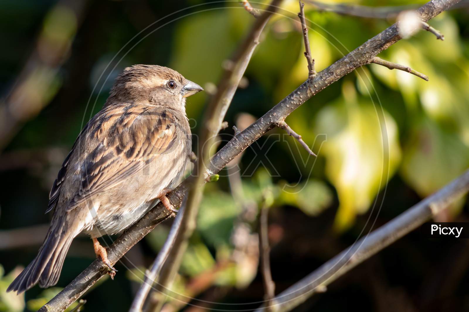 Sparrow (Passeridae) Resting On A Branch In The Spring Sunshine