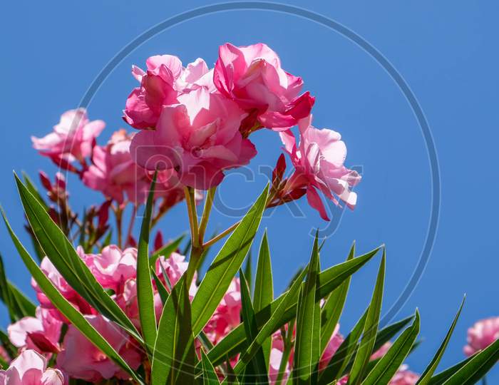 Nerium Oleander Double Pink Cultivar