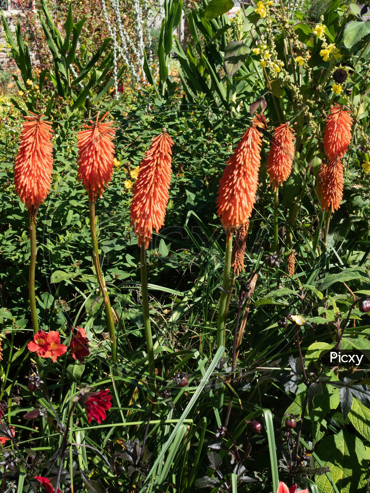 Kniphofia, Also Called Tritoma, Red Hot Poker, Torch Lily, Knofflers Or Poker Plant