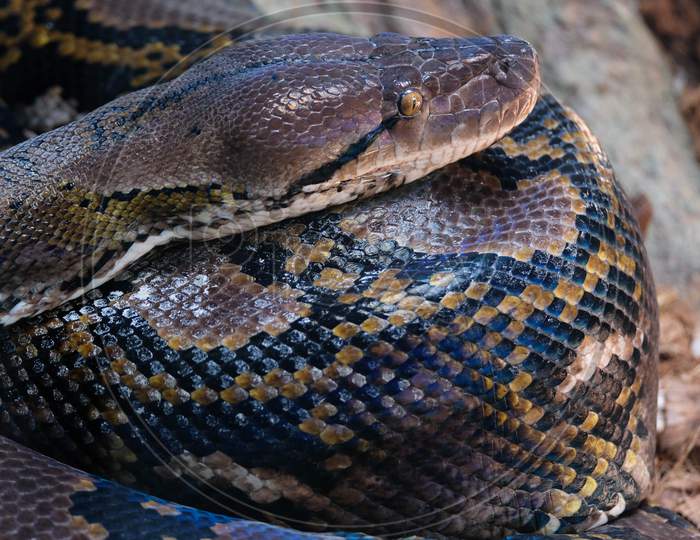 Fuengirola, Andalucia/Spain - July 4 : Reticulated Python (Python Reticulatus) In The Bioparc Fuengirola Costa Del Sol Spain On July 4, 2017