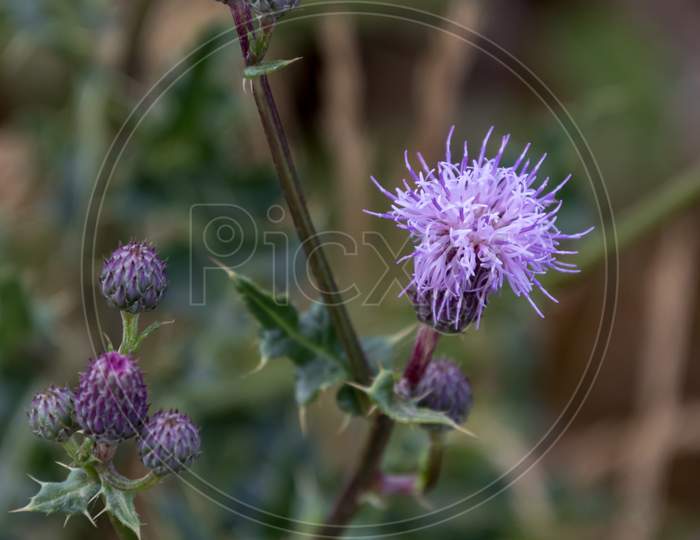 Creeping Thistle (Cirsium Arvense) Flowering In The Yorkshire Dales