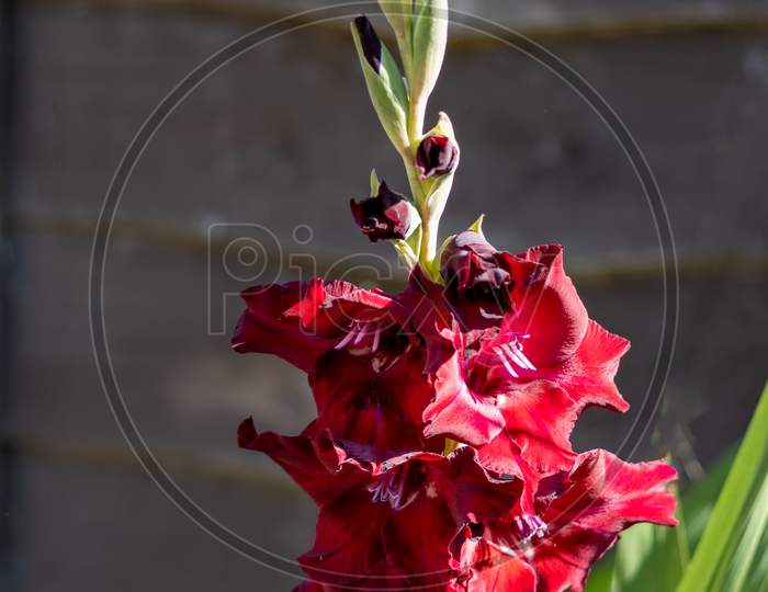 Deep Red Hybrid Gladiolus Flowering In An English Garden