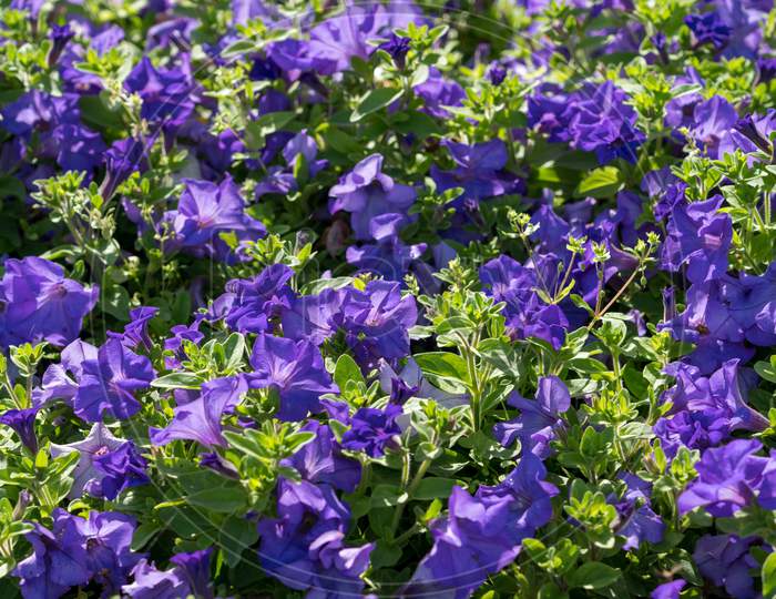 Display Of Blue Petunias In A Flowerbed In East Grinstead