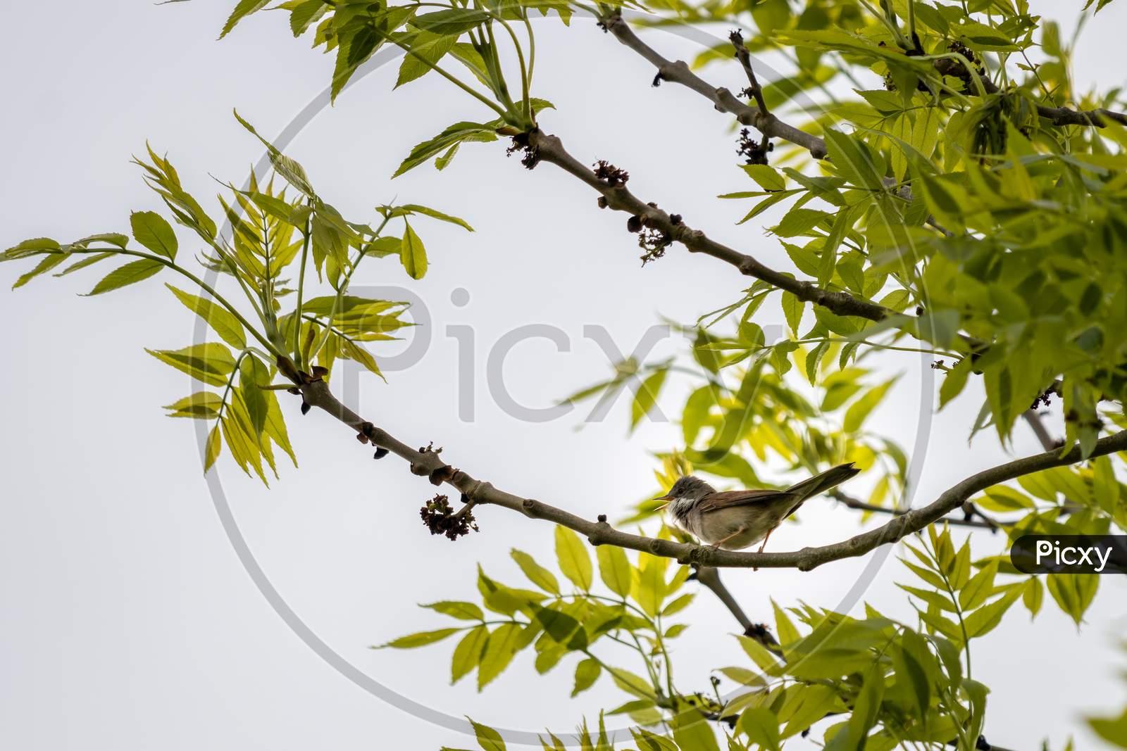 Common Whitethroat (Sylvia Communis) Perched In A Tree And Singing