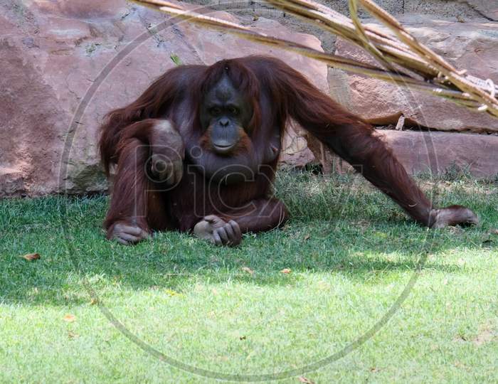 Fuengirola, Andalucia/Spain - July 4 : Orangutan At The Bioparc Fuengirola Costa Del Sol Spain On July 4, 2017