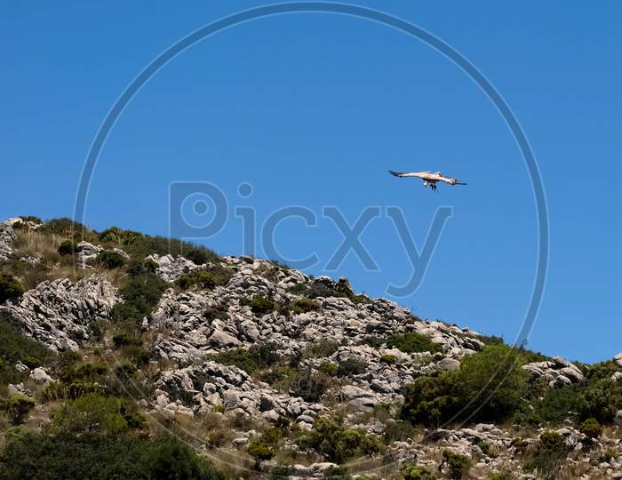 Benalmadena, Andalucia/Spain - July 7 : Juvenile Andean Condor (Vultur Gryphus) At Mount Calamorro Near Benalmadena In Spain On July 7, 2017