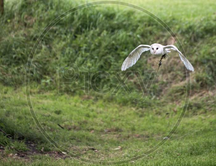 Barn Owl (Tyto Alba) In Flight