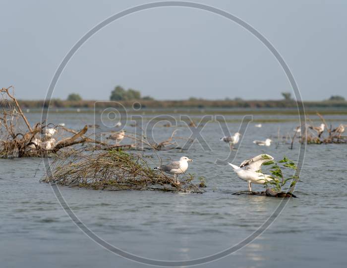 Seagulls Standing On A Submerged Tree In The Danube Delta