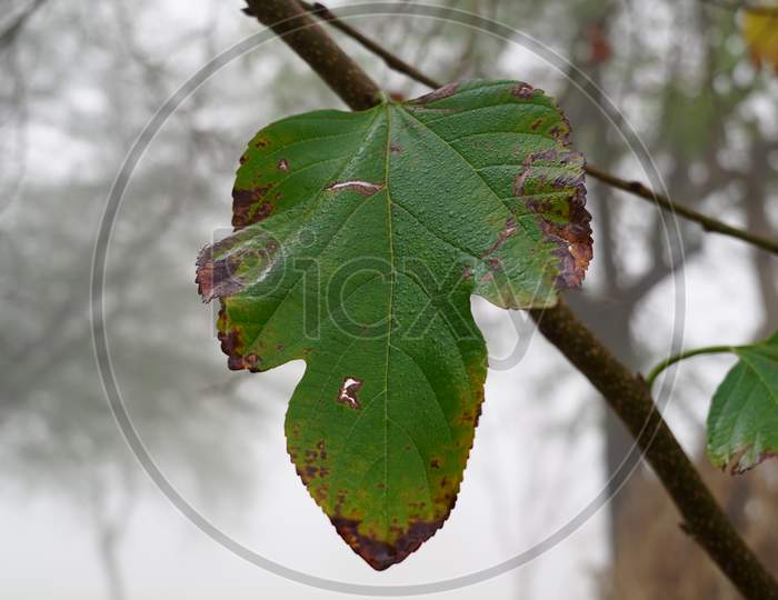 Portrait View Of Green Leaves Of Mulberry Or Shatoot Green Leave With Misty Fog Background.