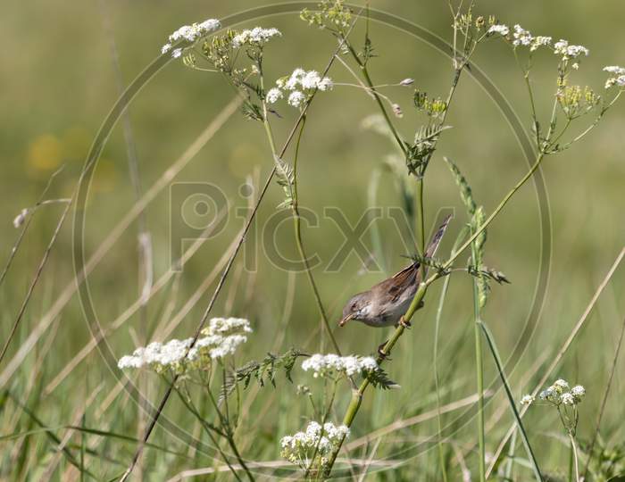 Common Whitethroat (Sylvia Communis) Hunting For Food