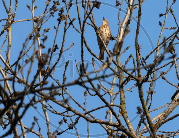 Song Thrush (Turdus Philomelos) Singing In The Spring Sunshine