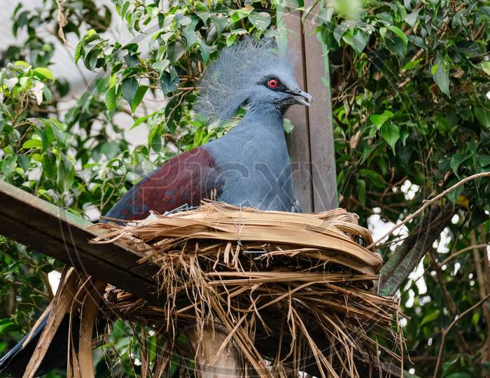 Fuengirola, Andalucia/Spain - July 4 : Southern Crowned Pigeon (Goura Scheepmakeri Sclateri) At The Bioparc Fuengirola Costa Del Sol Spain On July 4, 2017