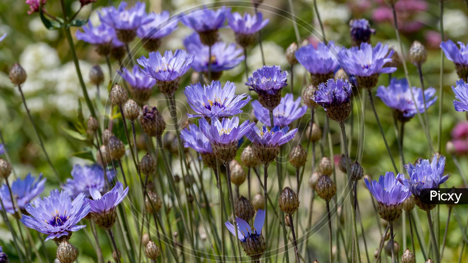 Blue Cornflowers Growing Next To The Promenade In Eastbourne
