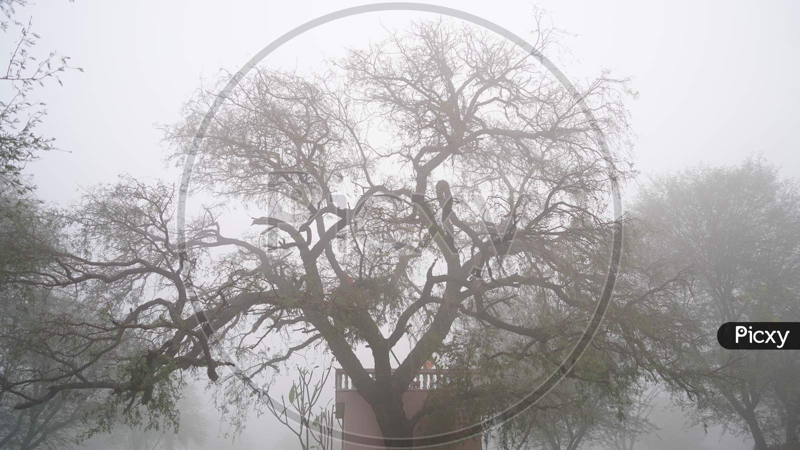 Cold Winter, Snow Covered Khejri Tree View Without Leaves In The Foggy Morning. Attractive Hazy Morning With Isolated Tree Branches.
