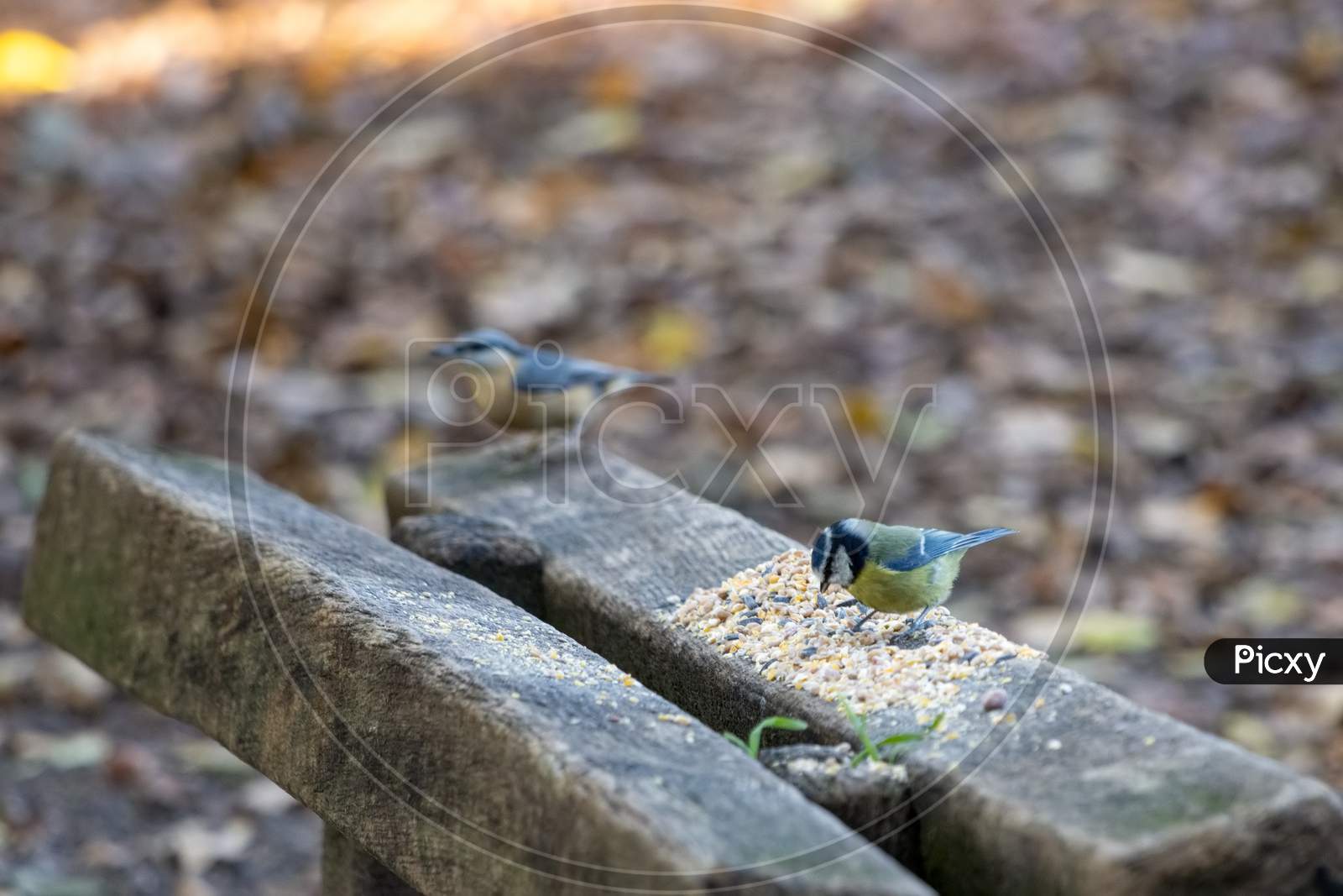 Blue Tit Feeding On Seed Spread Over A Wooden Seat