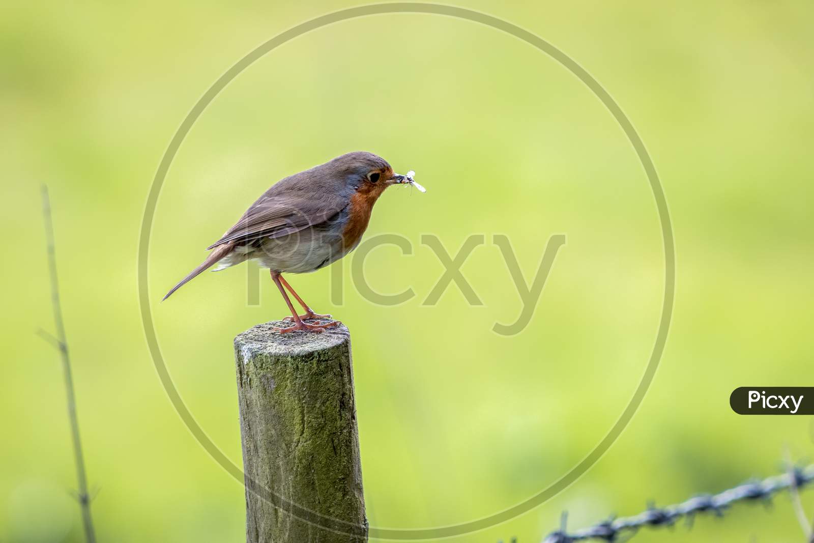 Robin Standing On A Wooden Post Having Caught An Insect