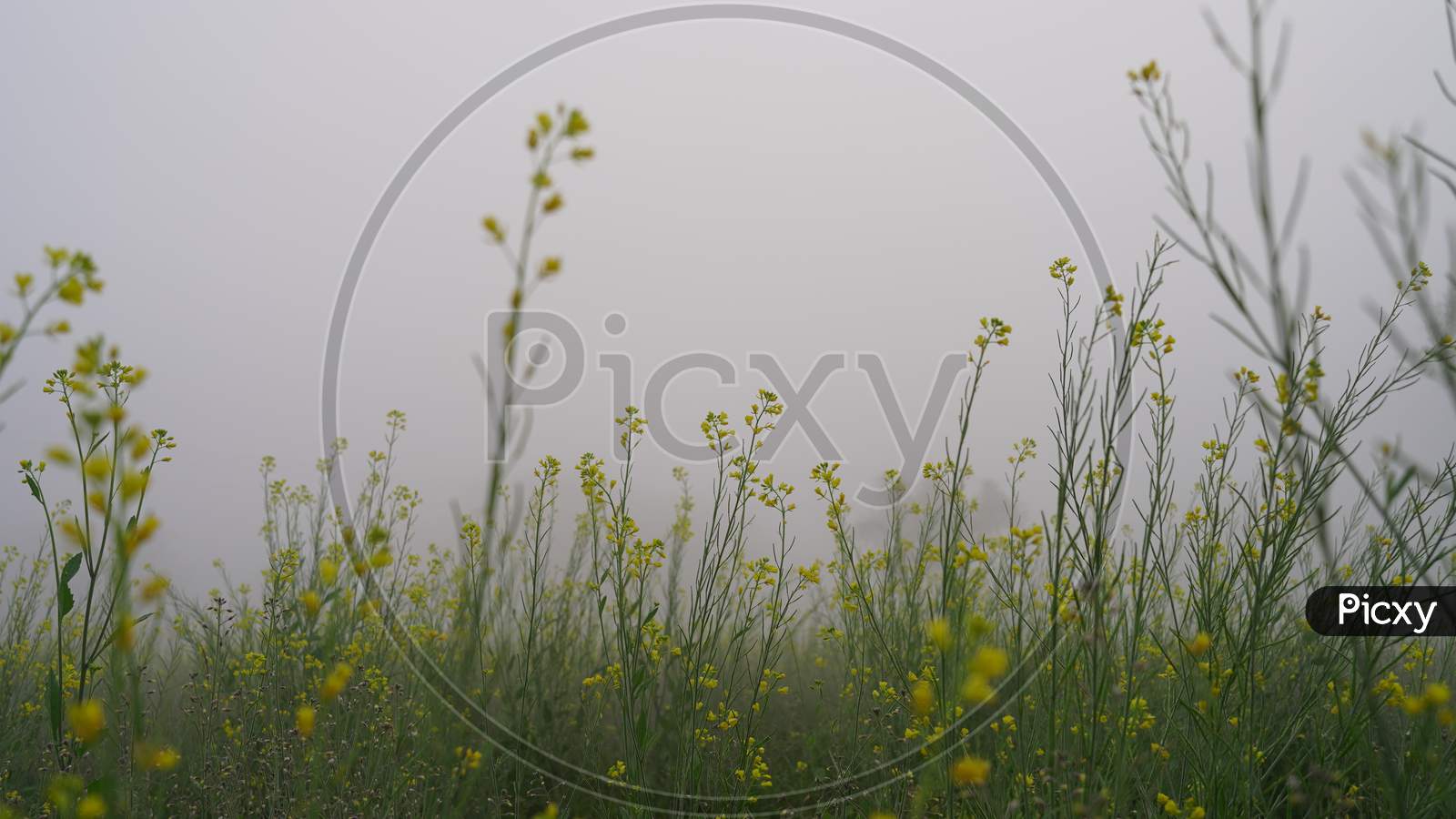 Blossoming Yellow Flowers Against Heavy White Mist Or Fog In The Early Morning. Agriculture Concept.