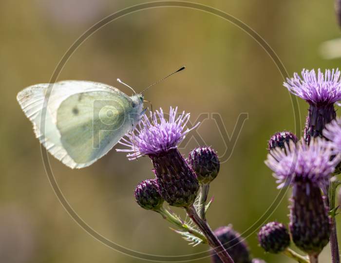 Large White (Pieris Brassicae) Butterfly Feeding On A Thistle Flower