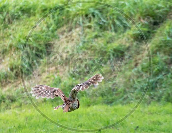 Tawny Owl (Strix Aluco) In Flight