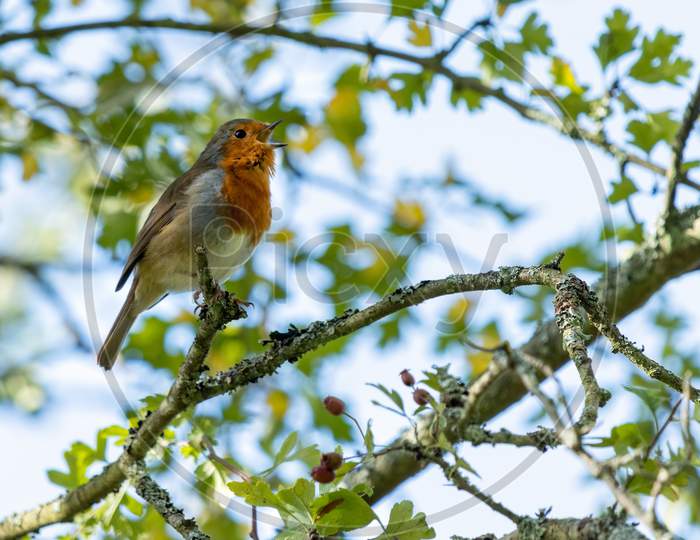 Robin Singing In An Hawthorn Tree On A Summer'S Day