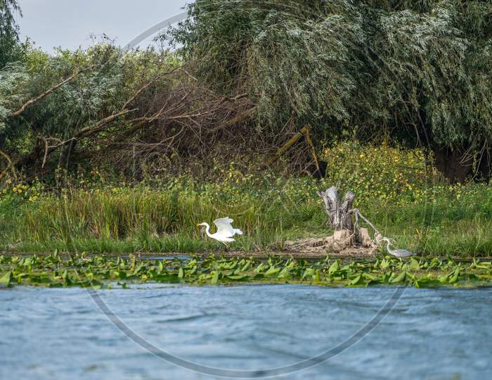 Great White Egret (Egretta Alba) And Grey Heron (Ardea Cinerea) In The Danube Delta, Romania