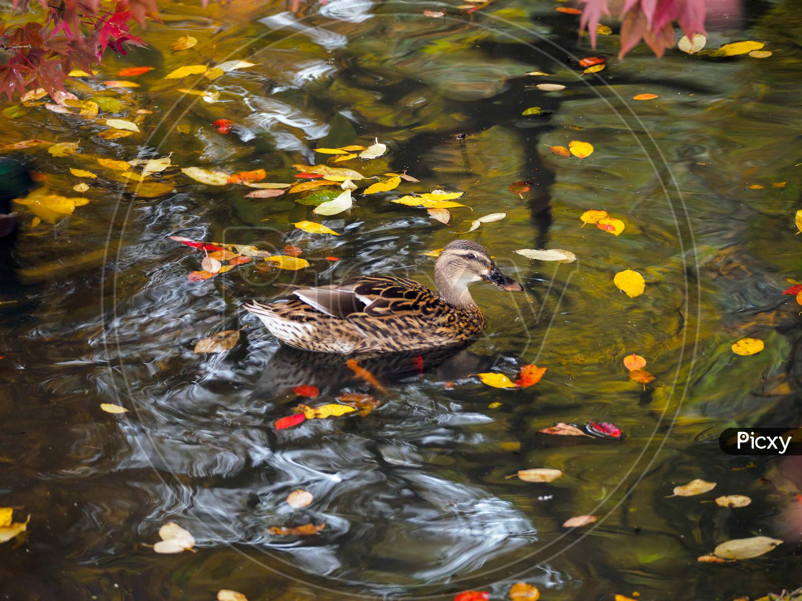 Mallard  Amongst Autumn Leaves On A Lake