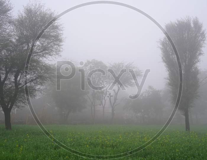 Snowy Fog Closeup On Green Fields Of Wheat Or Triticum. Cold Winter Season Charming Scene In Countryside India.