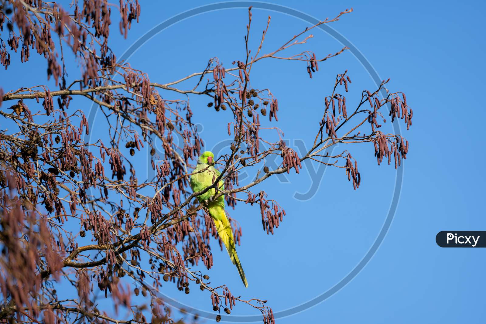 Parakeet Perched In A Tree In London