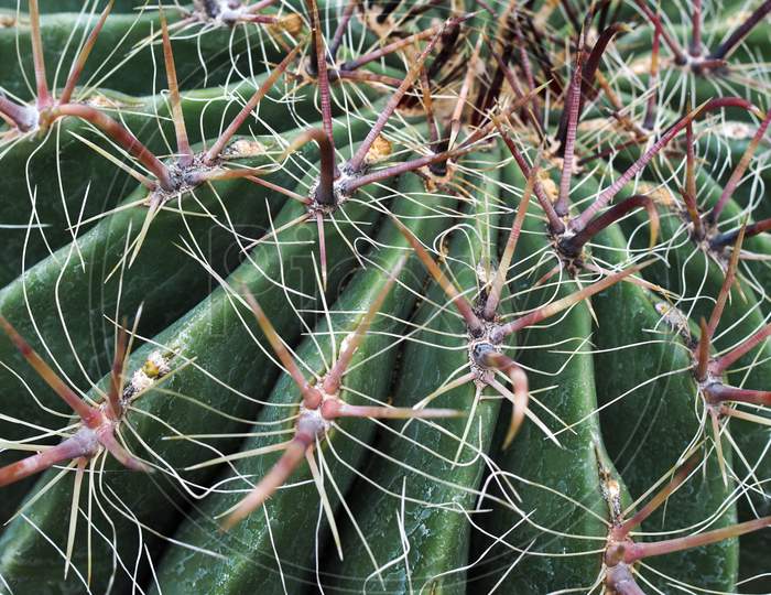 Candy Barrel Cactus (Ferocactus Wislizeni)