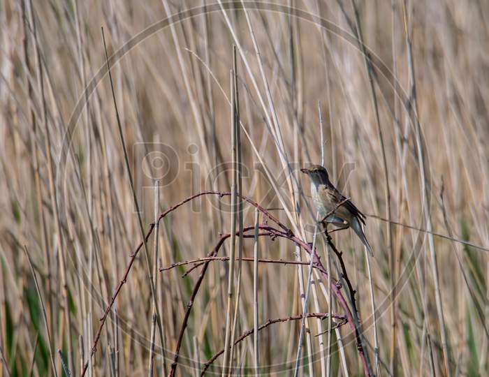 Reed Warbler (Acrocephalus Scirpaceus) At Covehithe In Suffolk