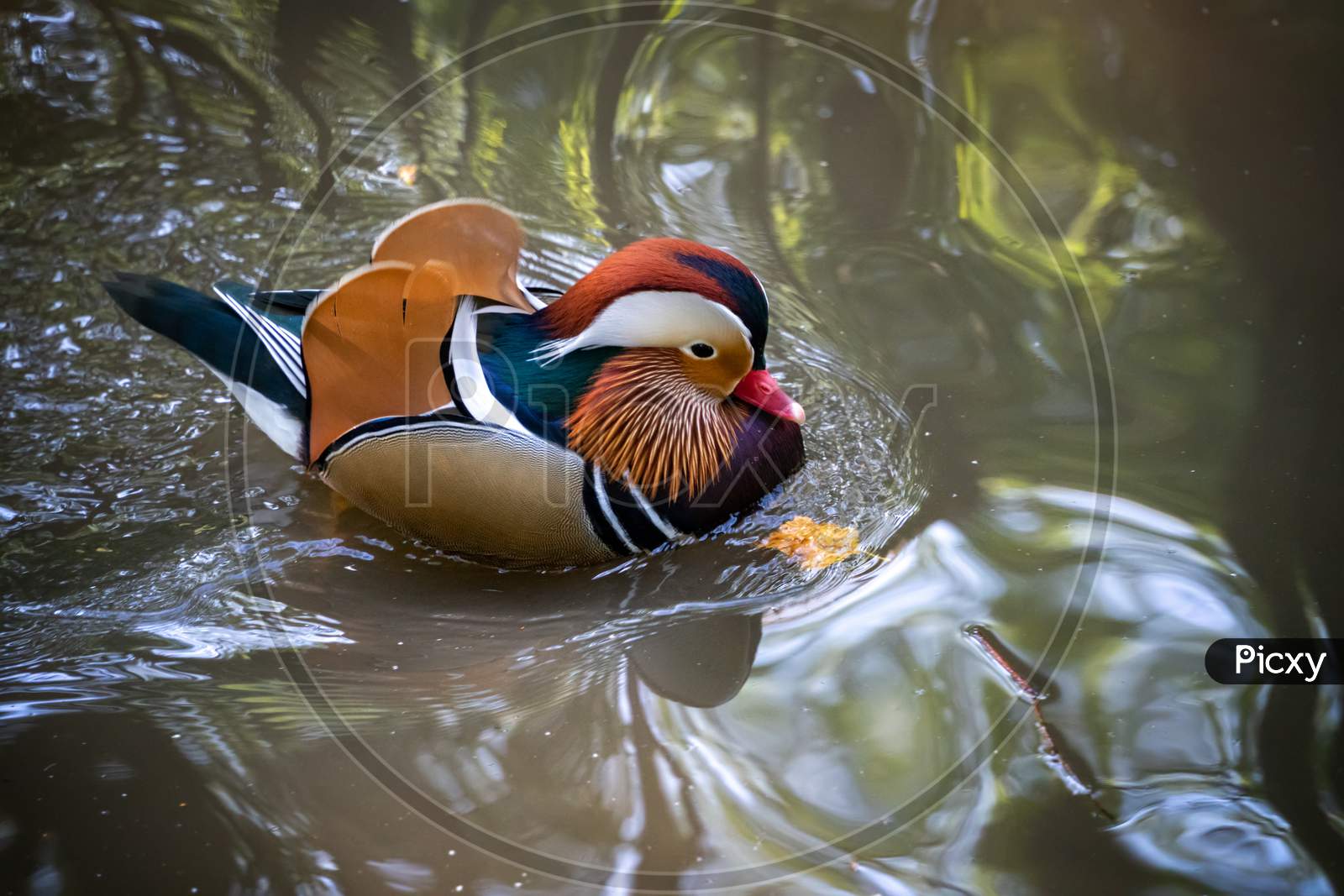 Mandarin Duck (Aix Galericulata) On The Lake At Tilgate Park In Sussex