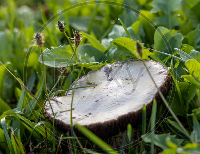 Mushroom Growing In The Green Grass In East Grinstead