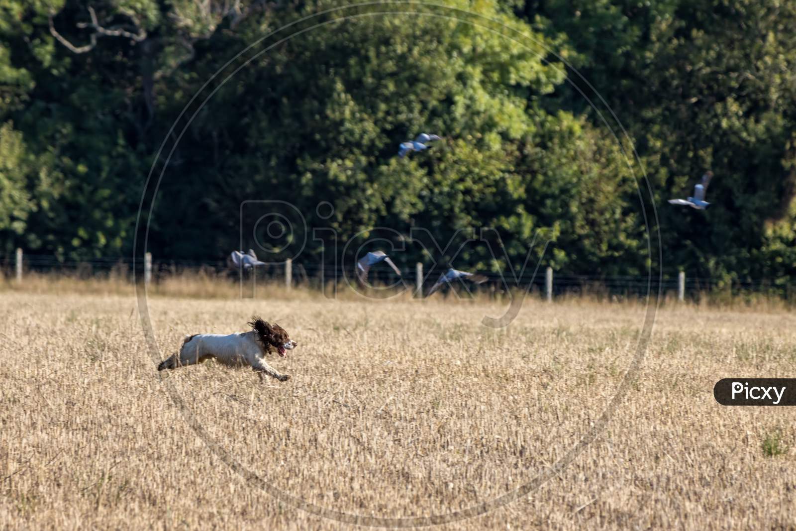 Dog Running Through A Recently Harvested Wheat Field Near East Grinstead