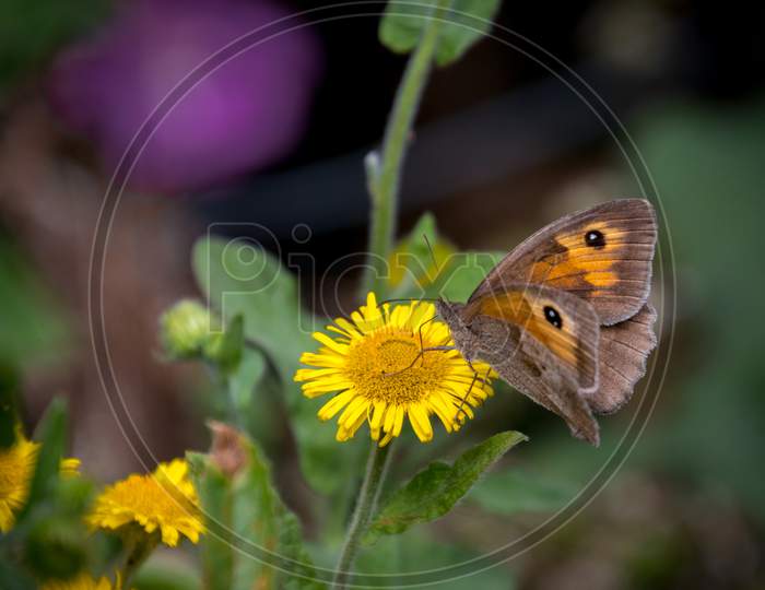 Meadow Brown Butterfly (Maniola Jurtina) Feeding On A Common Fleabane (Pulicaria Dysenterica) Flowering Near Ardingly Reservoir In Sussex