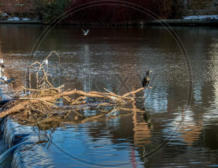 Cormorant Standing On A Fallen Tree Stuck In The Weir On The River Wear In Durham