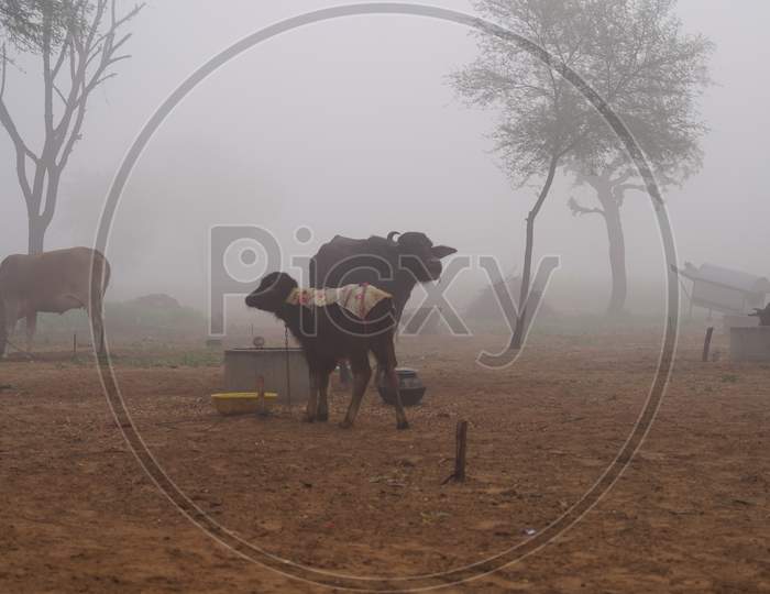 Winter Season, Animal Husbandry And Pets Facing The Cold Weather. Misty Foggy Morning In Background.