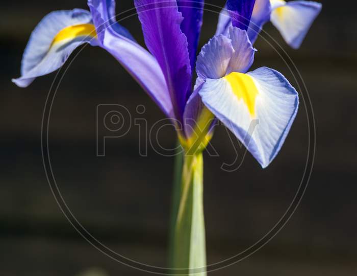 Iris Flower Blooming  In Springtime In An English Garden