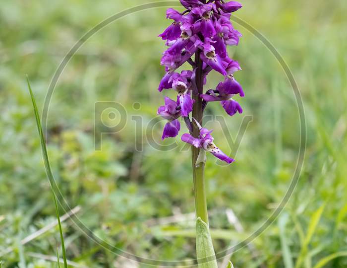 An Early Purple Orchid (Orchis Mascula) Flowering Near East Grinstead