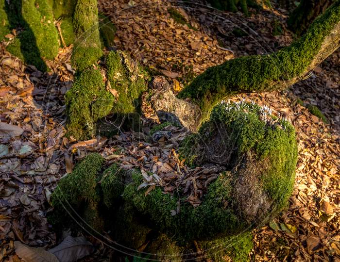 Moss Growing On A Dead Tree