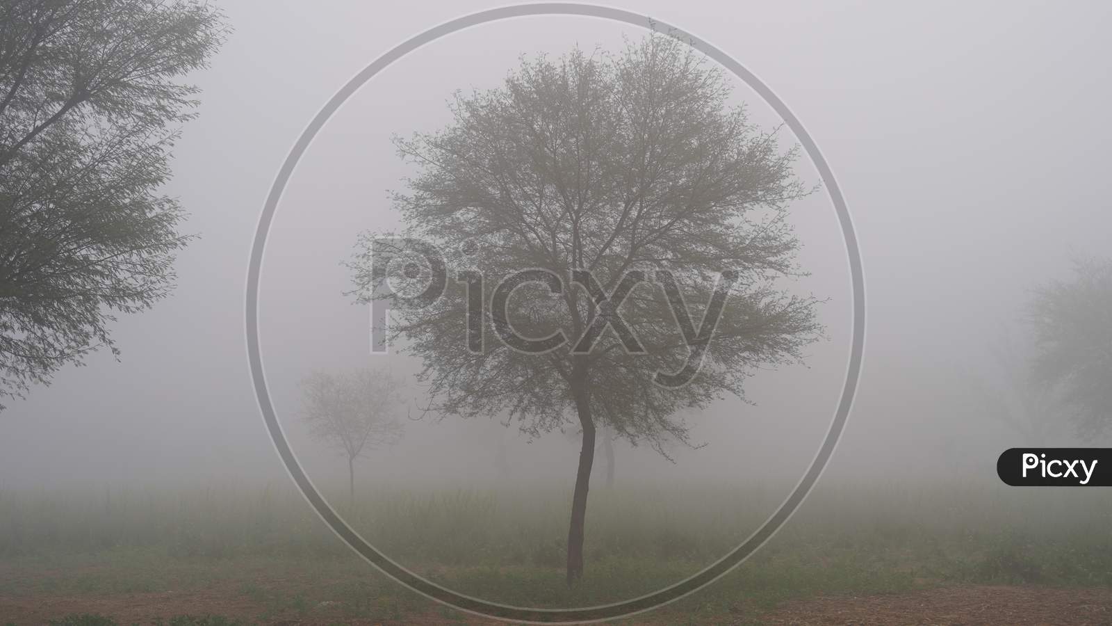 Lonely Tree Of Acacia Or Babool Tree In Heavy Fog And Mist In The Morning Time.