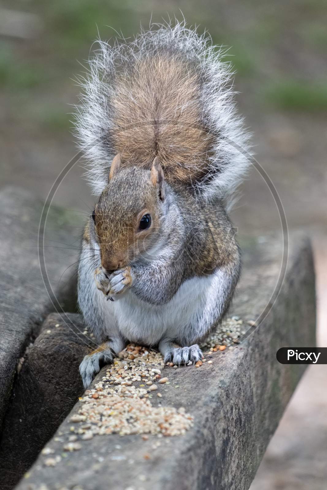 Grey Squirrel (Sciurus Carolinensis) Eating Seed On A Wooden Bench