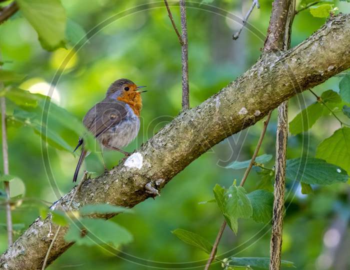 Robin Singing In A Tree On A Spring Day