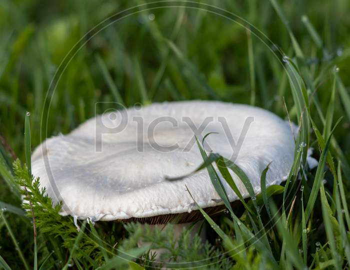 Mushroom Growing In The Green Grass In East Grinstead