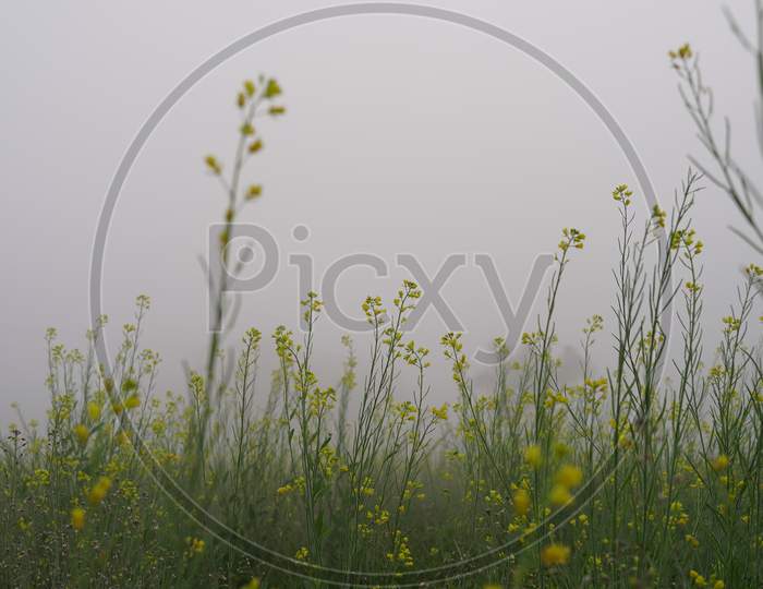 Blossoming Yellow Flowers Against Heavy White Mist Or Fog In The Early Morning. Agriculture Concept.