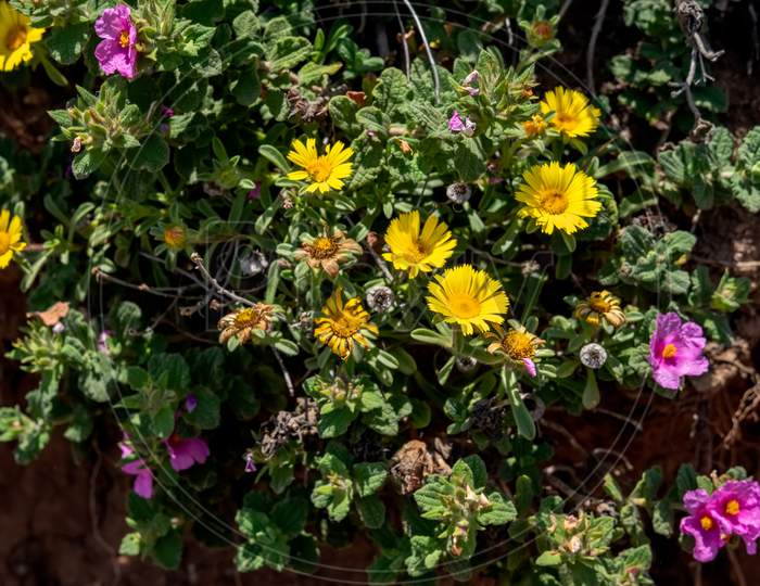 Sunlit Pink Cistus And Yellow Mesembryanthemums Flowering In Cabo Pino Spain