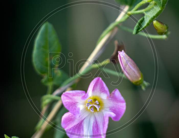 Field Bindweed, Field Morning-Glory, Small Bindweed (Convolvulus Arvensis), Blooming In East Grinstead