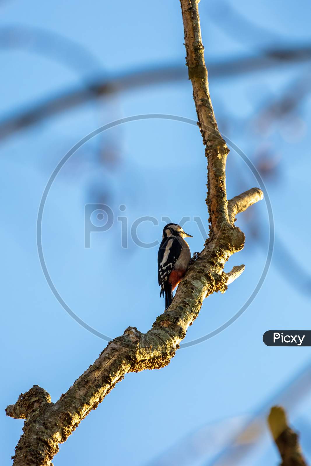 Great Spotted Woodpecker In Natural Habitat