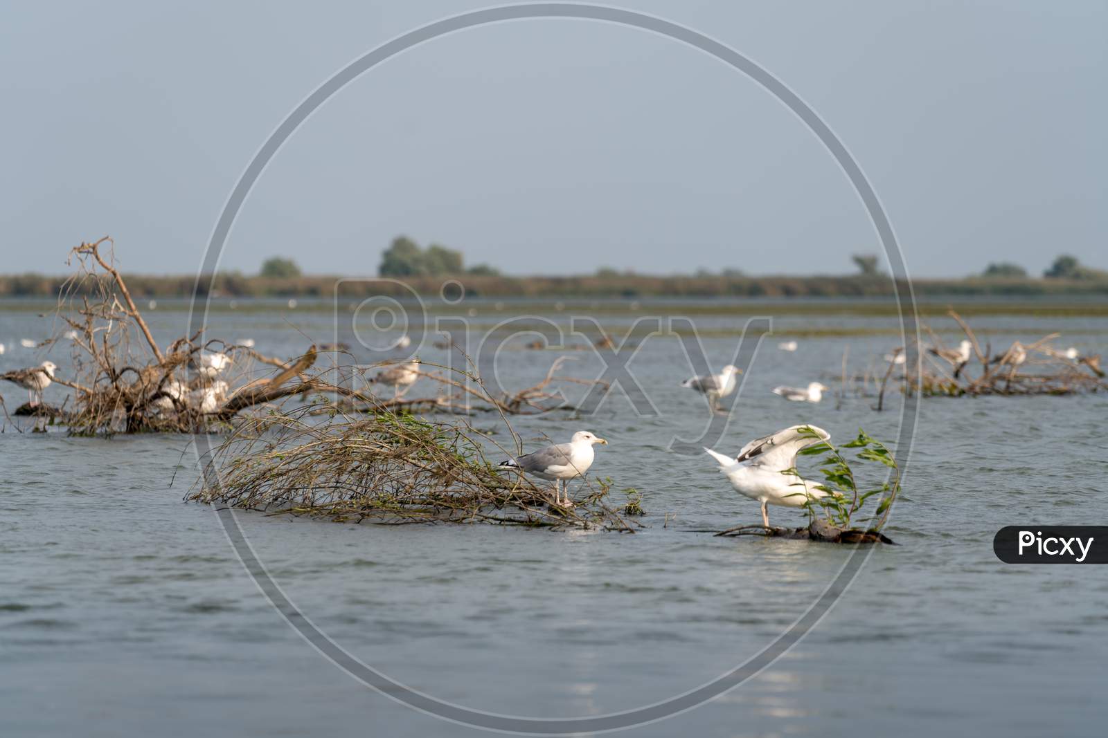 Seagulls Standing On A Submerged Tree In The Danube Delta